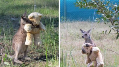 Photo of Orph4ned Baby Kangaroo Hugs His Teddy Bear And Treats It As A Companion