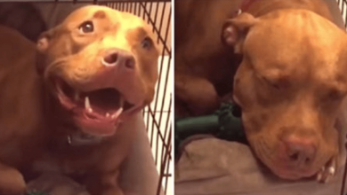Photo of Pit Bull Won’t Go To Sleep Until Owner Sings Him A Lullaby