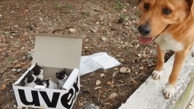 Photo of Dog Leads R3scuers To A Box Filled With Str4y Kittens, Then Becomes Their Adorable Foster Dad