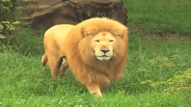 Photo of Zookeeper Throws Bored Lion Soccer Ball — Big Cat’s Reaction Catches Her Entirely Off Guard