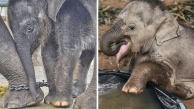 Photo of Baby Elephant R3scued From Riding Camp Enjoys Adorable First Bath At New Safe Home