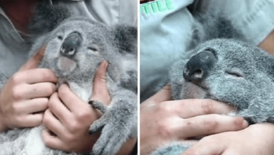 Photo of Cute Sleepy Koala Struggl3s To Stay Awake While Zookeeper Gives Her Cuddles And Massages