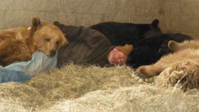 Photo of Man Spotted Sleeping Safe And Sound Alongside Four Huge Bears