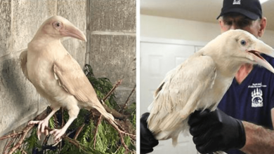 Photo of “Sacred White Raven” Cared For On Vancouver Island After Being Found Maln0urished And Injur3d