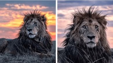 Photo of Gorgeous Photos Show Maasai Mara’s Oldest Lion Living His Best Life At Age 14