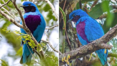 Photo of Brilliant Blue Blends With Deep Plum Purple, This Cotinga Is A Shining Star In Nature Whenever It Appears