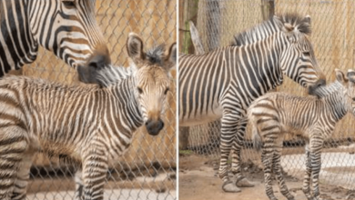 Photo of Paignton Zoo Celebrates The Birth Of A Vulnerable Hartmann’s Mountain Zebra