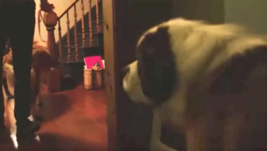 Photo of The beautiful moment aband0ned 130lbs St. Bernard steps into a home for the very first time