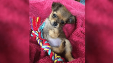 Photo of Breeder D1scarded Puppy Born Without Front Legs But Now She’s Thriving