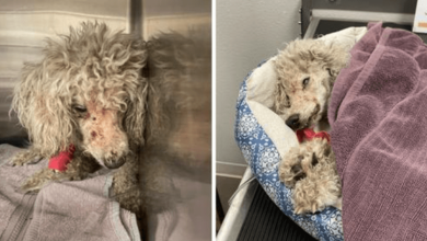 Photo of A Senior Poodle Named Petal Is Cling1ng To Life After H0rrific Abus3