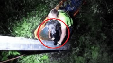 Photo of Firefighter R3scues Pit Bull Who Was Abus3d, Thr0wn In A Swamp And Att4cked By Alligators