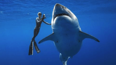 Photo of Swimming With One Of The Largest Great White Sharks Ever Recorded