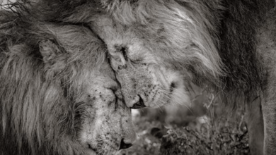 Photo of Touching Moment Between Two Lions Wins Wildlife Photograph Of The Year Award