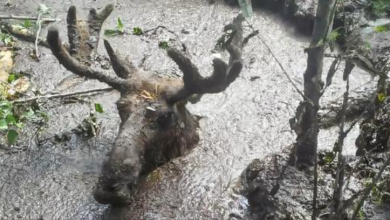 Photo of 70-Year-Old Men R3scue Moose After Being Tr4pped In A Deep Mud Pit