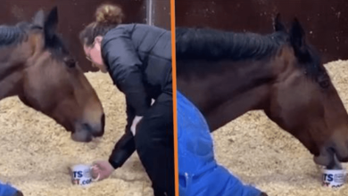 Photo of Horse R3fuses To Get Up For Work Without His Cup Of Tea Every Morning