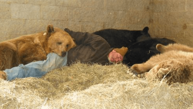 Photo of Devoted Wildlife Keeper Takes Naps With Four Orph4n Bears To Help Them Fall Asleep