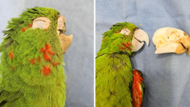 Photo of Parrot With Dam4ged Beak Gets Second Chanc3 at Life With New Prosthetic Beak