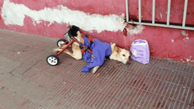 Photo of Paralyz3d Dog Aband0ned On Street With A Bag Of Diapers And A Note