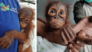 Photo of As Soon As He Realizes He’s S4fe, Hungry Baby Orangutan Hugs Rescu3r