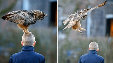 Photo of +6 Photos Of The Dutch Owl Who Loves Landing On People’s Heads
