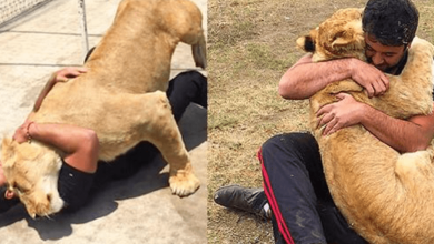 Photo of Adorable Moment A Lioness Is Reun1ted With Her First ”Dad”