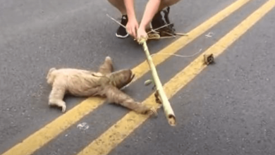 Photo of Man h3lps a sloth stuck in the middle of the road
