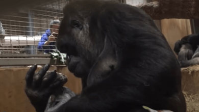 Photo of Mama Gorilla Captured While Cuddling And Kissing Her Newborn Baby