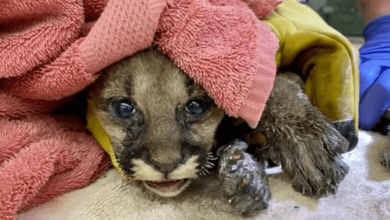 Photo of Mountain lion cub rescu3d from California w1ldfire