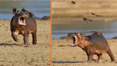 Photo of Hilarious Moment Baby Hippo Decides He Doesn’t Like His New Feathered Friends