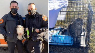 Photo of Police Officers R1sk Their Lives To S4ve Dog And Cat From Fire