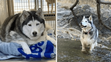 Photo of Depr3ssed Ob3se Husky Finds Herself Again Through An Awesome Journey