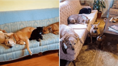 Photo of R3scue Tiny Kitten Becomes The Boss Of Her Big Dog Family