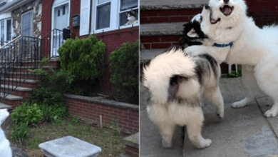 Photo of Dog Insists On Stopping By His Best Friend’s House On Every Walk