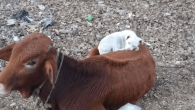 Photo of Tired Dog Sees Cow Taking A Nap And Decides To Curl Up On Its Back