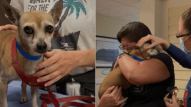 Photo of After 6 Years Going Miss1ng From Home, Senior Dog Finally R3unites With His Family