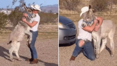 Photo of Wild Donkey Behaves Just Like A Dog Whenever His Dad Comes Home