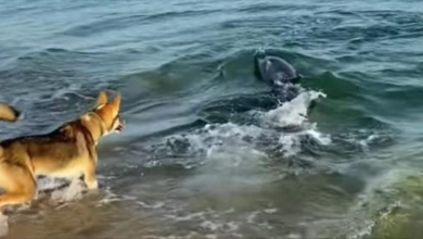 Photo of Curious Dolphin Swims Near Beach To Play With Dog