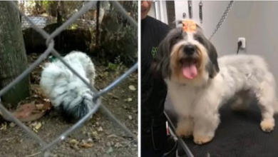 Photo of Little Dog Who Lived Ch4ined To A Tree For 7 Years While F0rced to Eat Off The Ground Is Finally Given A Second Chance At Life