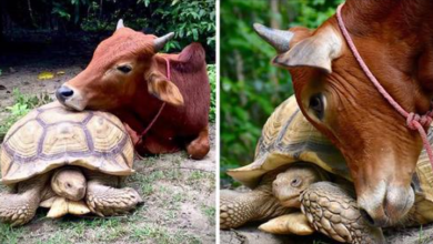 Photo of Dis4bled Cow And Giant Tortoise Are the Most Unlikely Of Friends, And Their Relationship Is Adorable