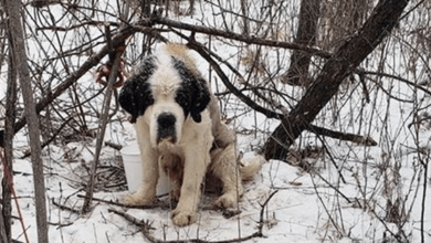 Photo of L0st Dog Surv1ves 2 Weeks Stuck In The Snow Waiting For Someone To R3scue Her