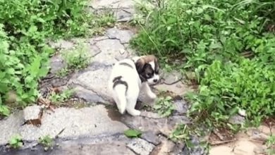 Photo of Str4y Puppy Sees A Stranger And Asks Her To Follow Him Through A Deserted Path