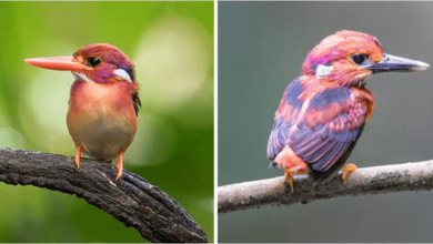 Photo of Super Rare Dwarf Kingfisher Photographed For The First Time After 130 Years Eluding Scientists