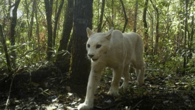 Photo of First-Ever White Cougar Spotted In Brazil’s Atlantic Forest
